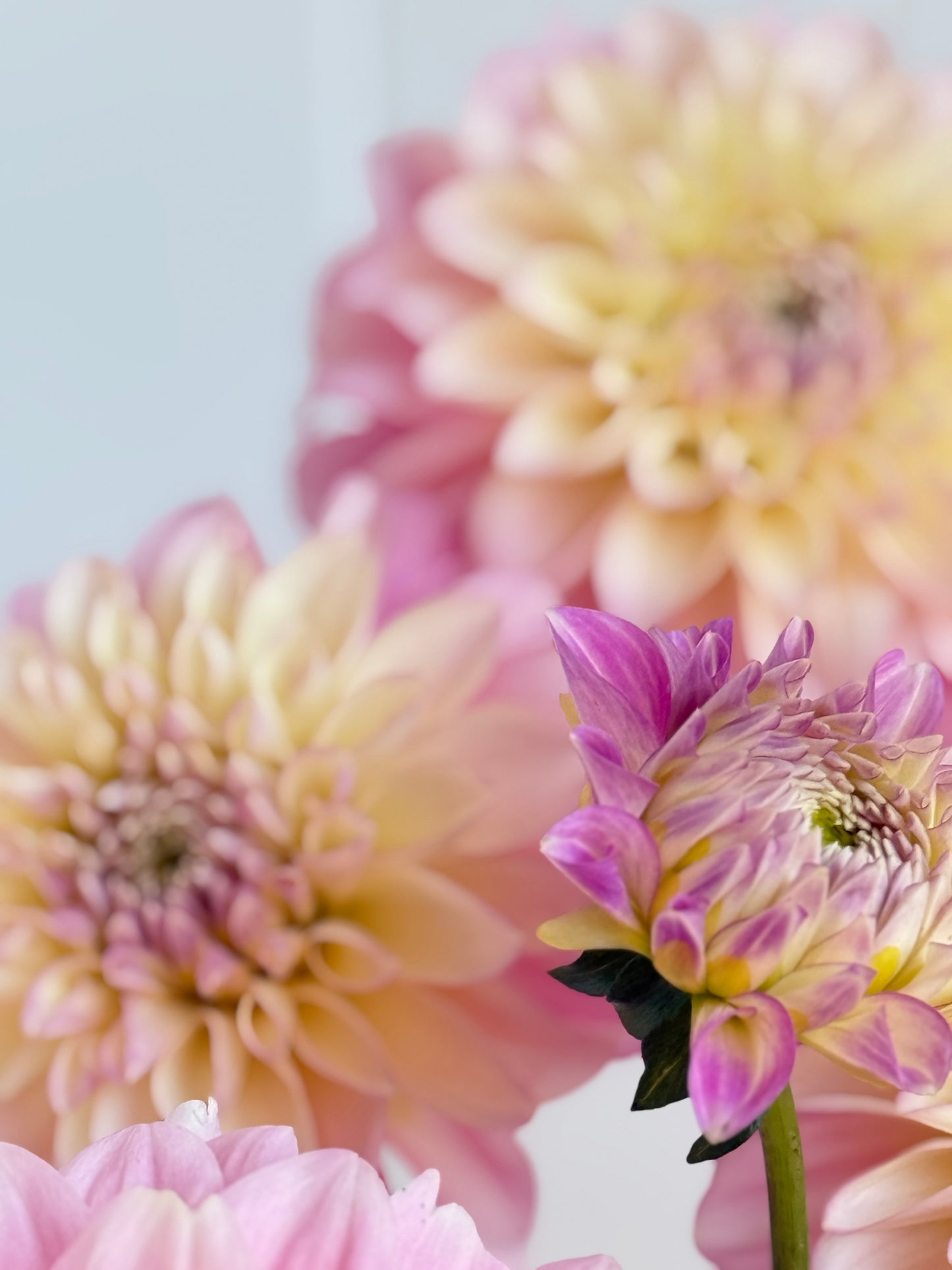 Florelie Pirouette