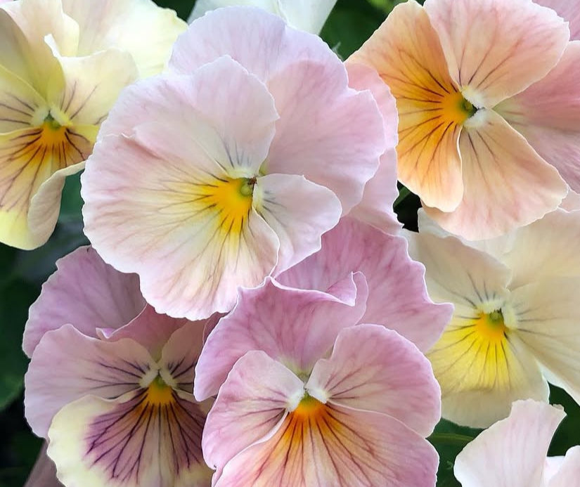 Pansy Dynamic Antique Shades (Inspire Peach)