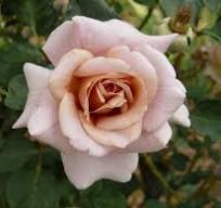 Rose, Julia's Rose