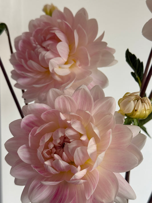 Waterlily Dahlia