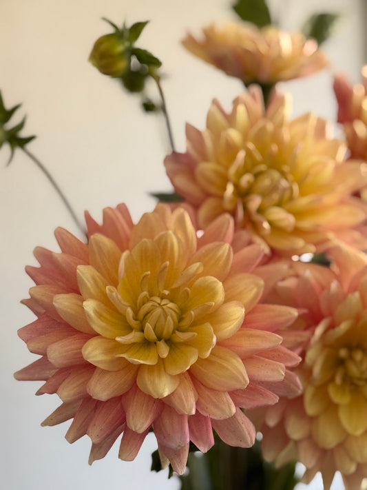 Stunning waterlily dahlia, Lainie's Joy, pink and lemon