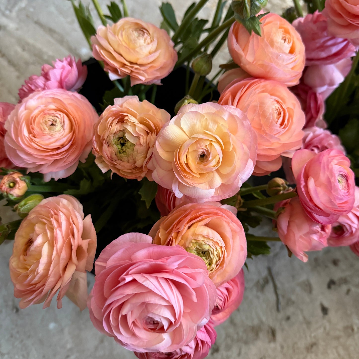 Ranunculus, Elegance Pastello