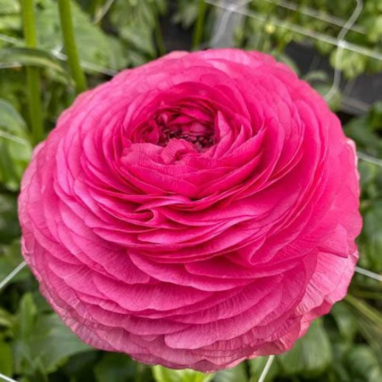 Ranunculus, Elegance Rosa Scuro