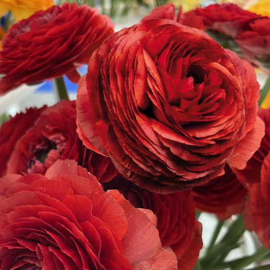 Close-up of rich chocolate flowers