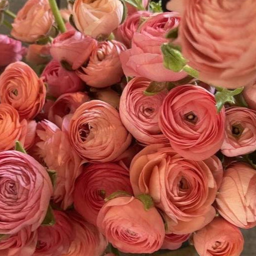 Bouquet of salmon ranunculus