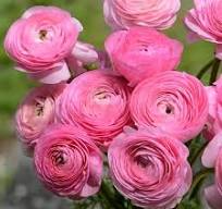 Ranunculus, Elegance Rosa Chiaro