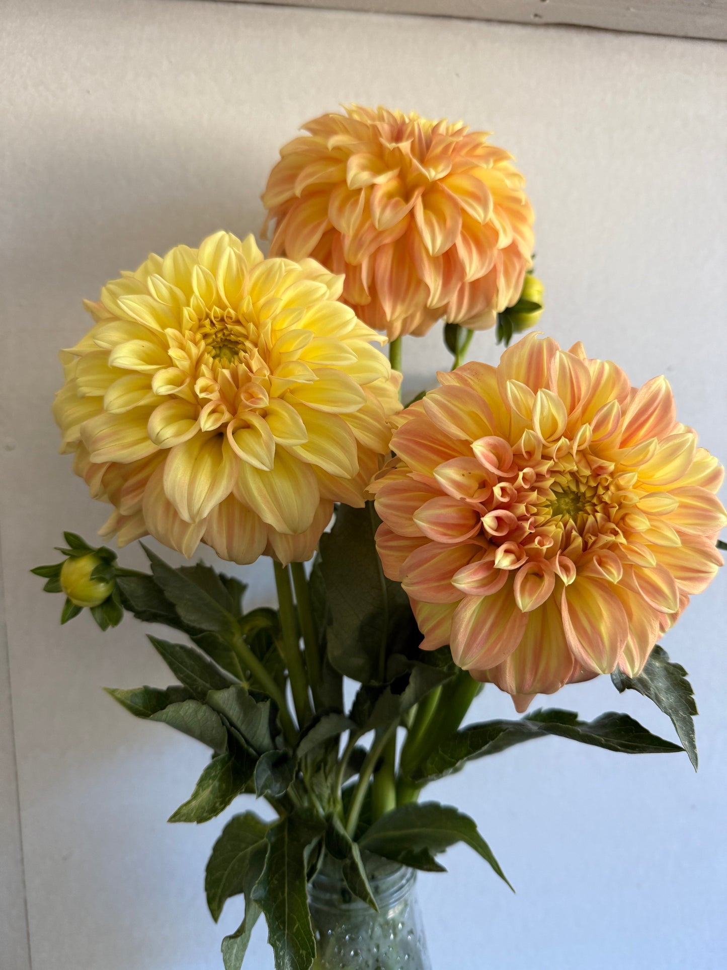 Dahlia, Bracken Sarah (Sand Dune)