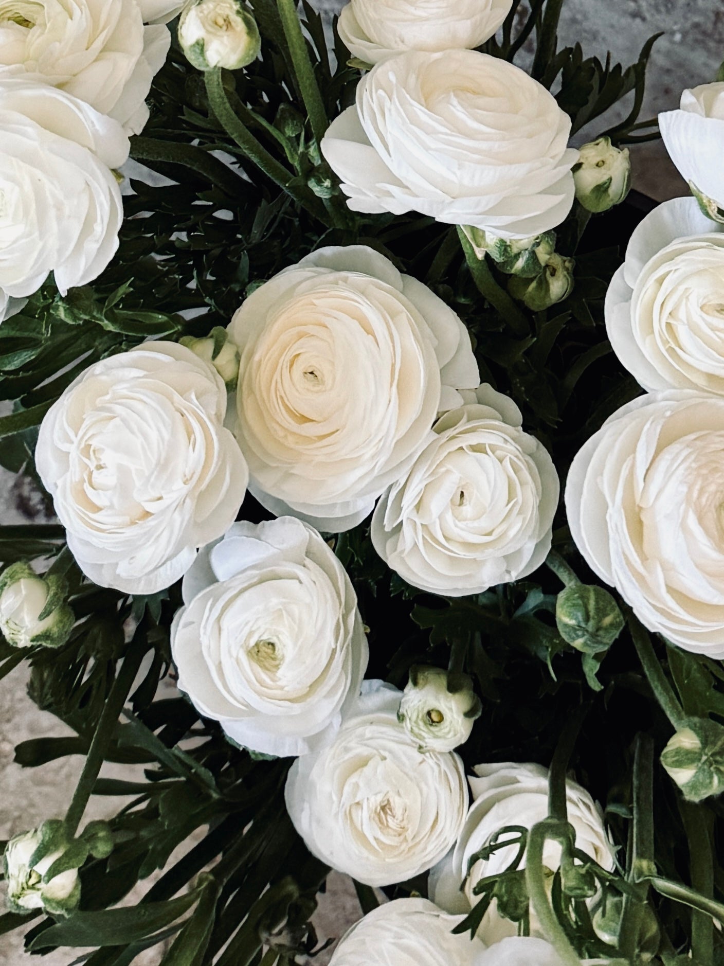 Ranunculus, Highline Snowflake