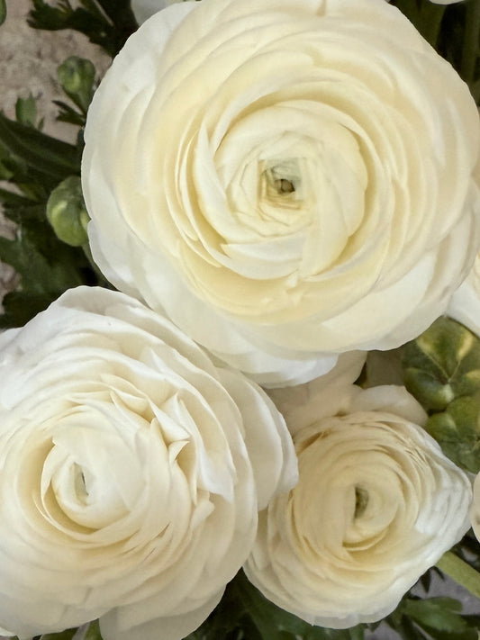 Ranunculus, Highline Snowflake