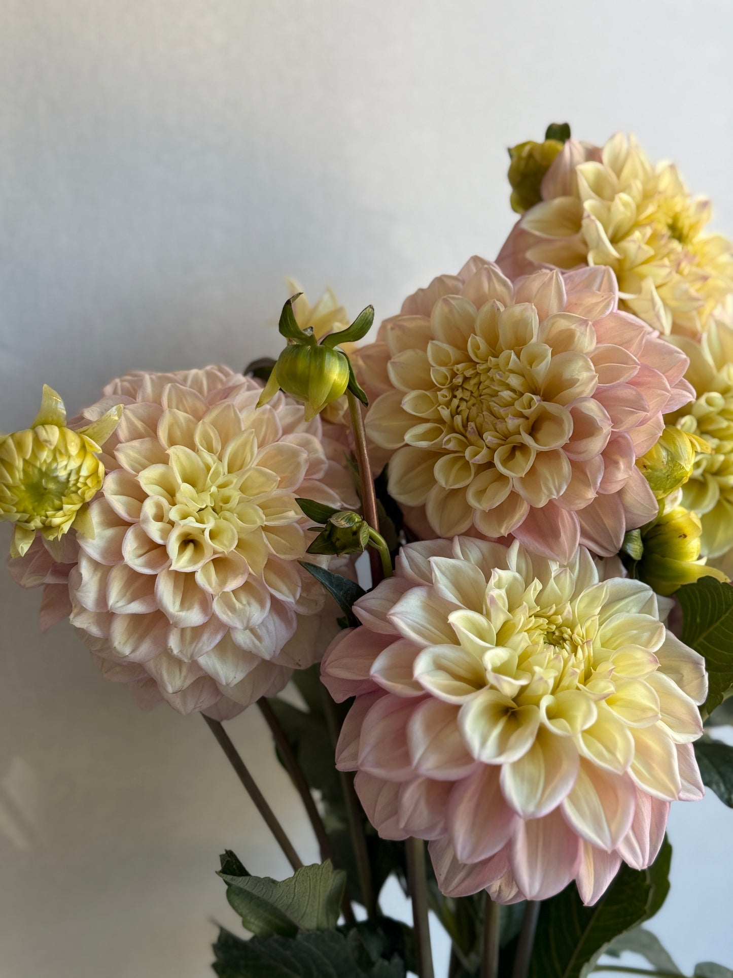 Sugartown Sunrise - Jodie Lynn