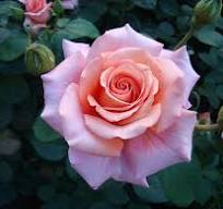 Rose, Warm Wishes