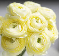 Ranunculus, Elegance Crema