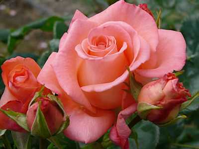 Rose, Patricia