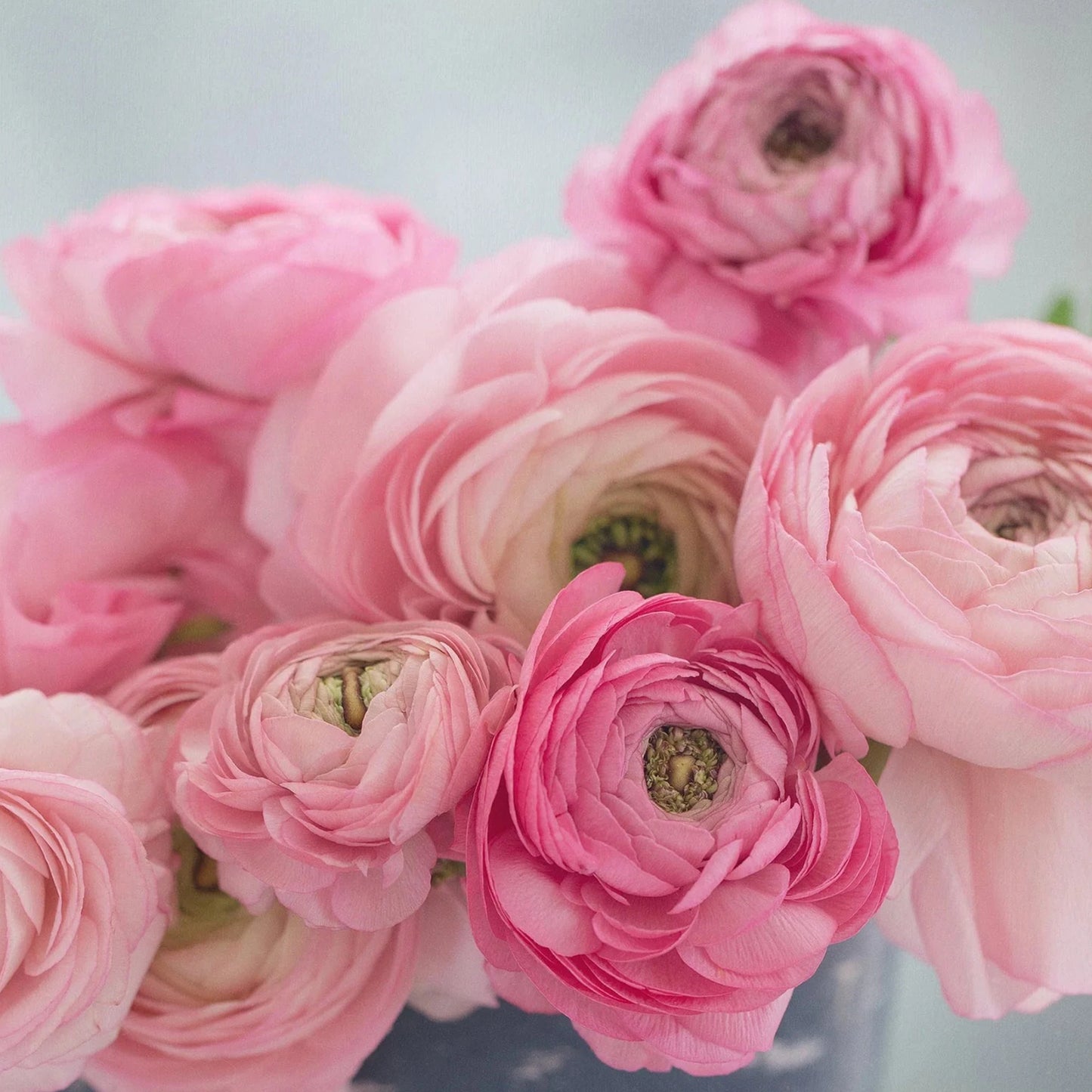 Ranunculus Mixed Collection