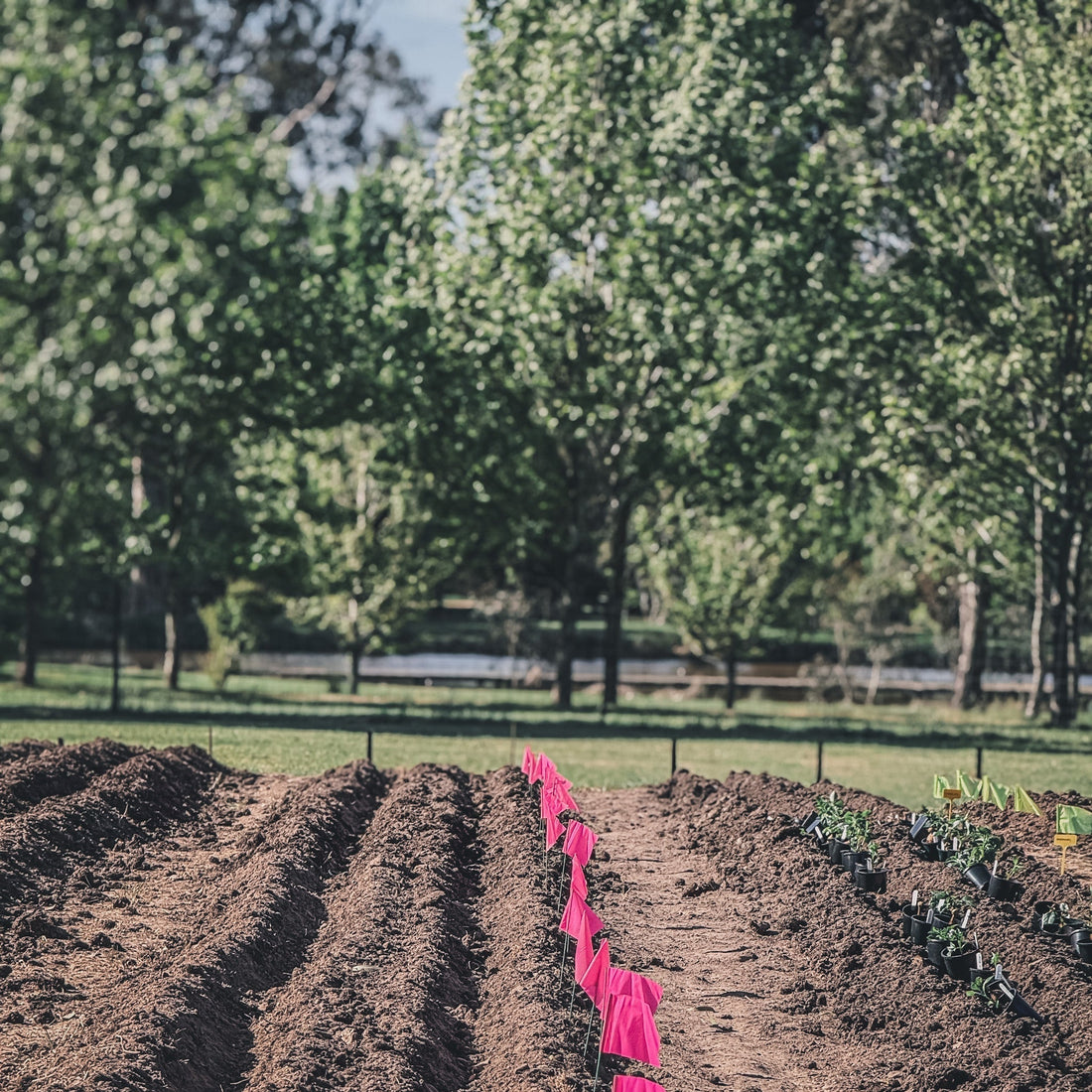 How to Plant and Care for Your Dahlia Tubers