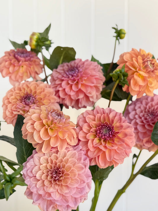 Dahlia, Breannon