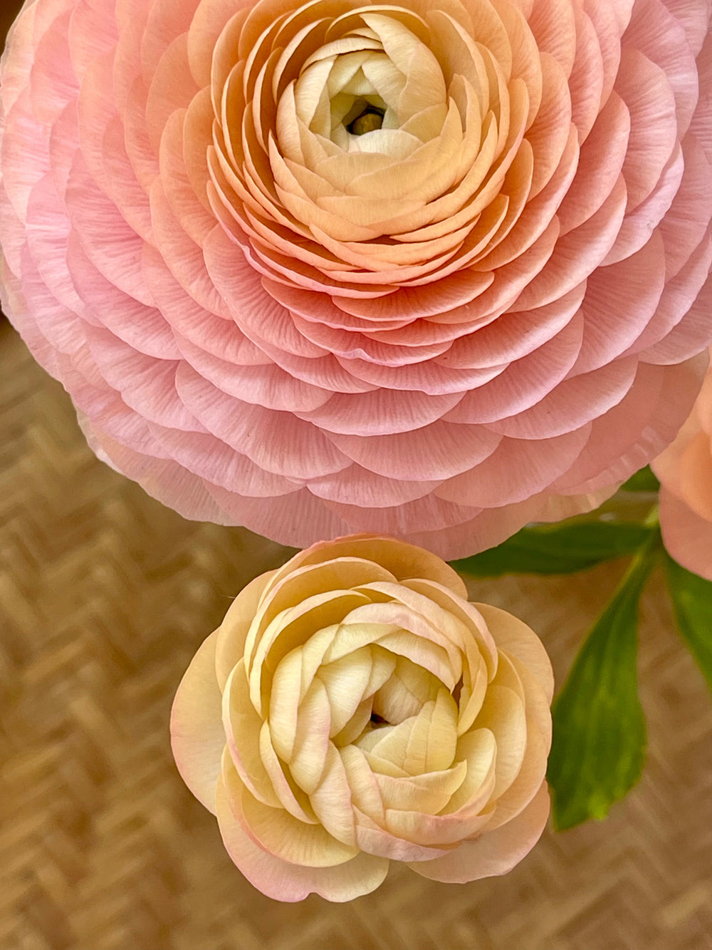 Collections – Pod Flowers