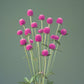Gomphrena - Audray Pink