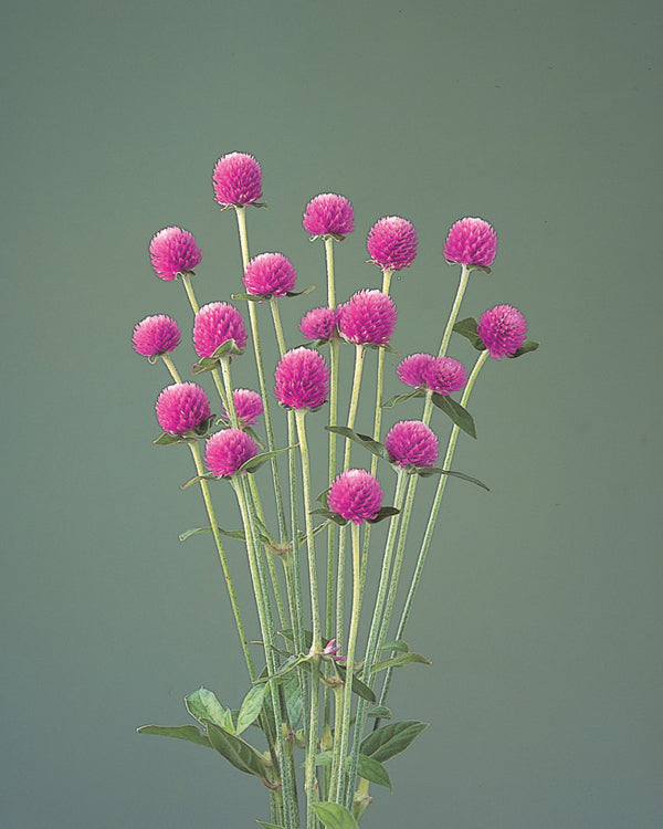 Gomphrena - Audray Pink