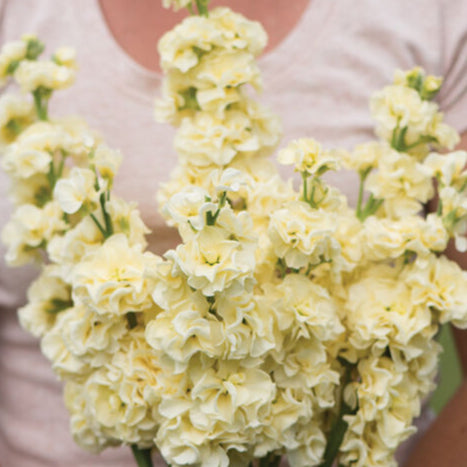 Stock, Iron Yellow