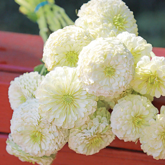 Zinnia - Giants White