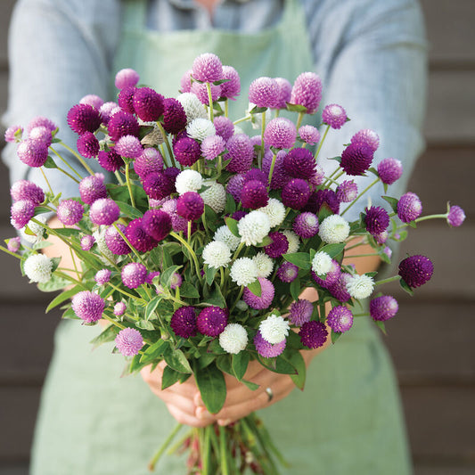 Gomphrena - Audray Mix