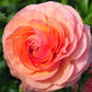 Ranunculus Highline Salmon