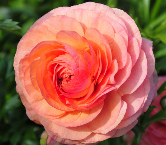 Ranunculus Highline Salmon