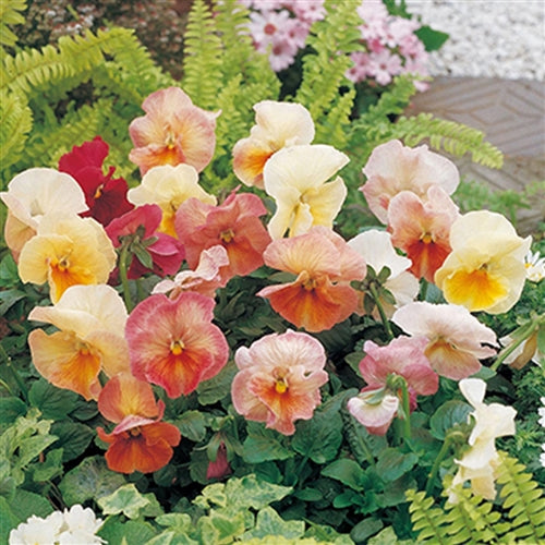 Pansy Masterpiece Antique Shades