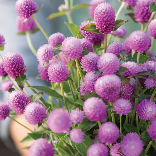 Gomphrena - Audray Pink