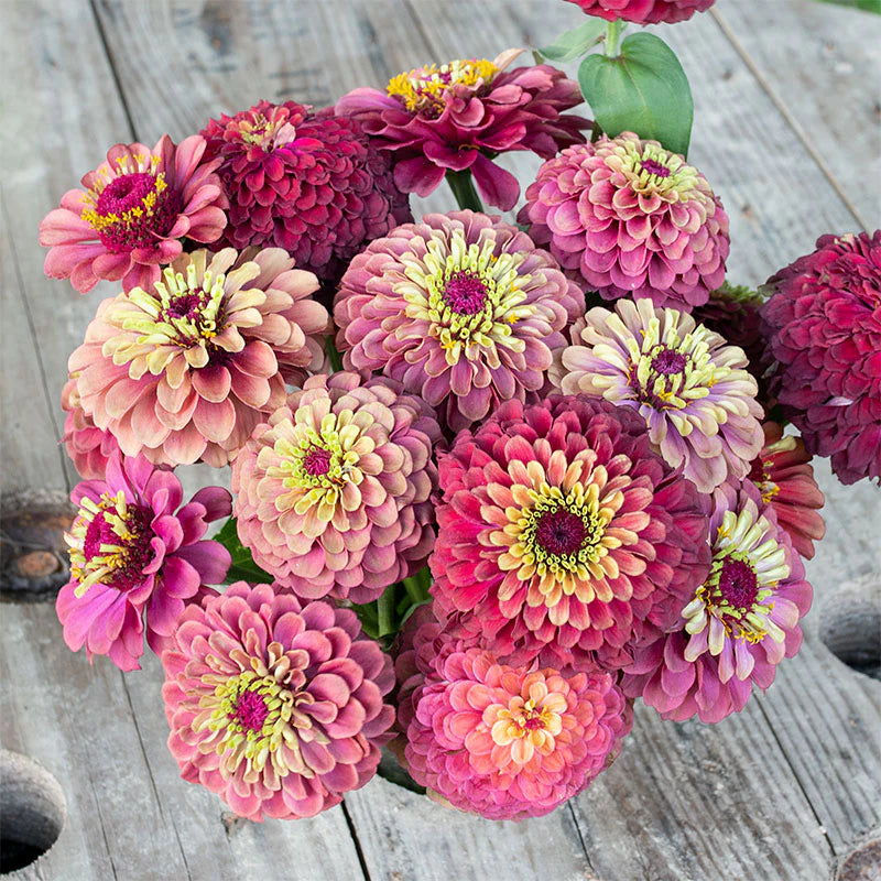 Zinnia - Queeny Lime Red