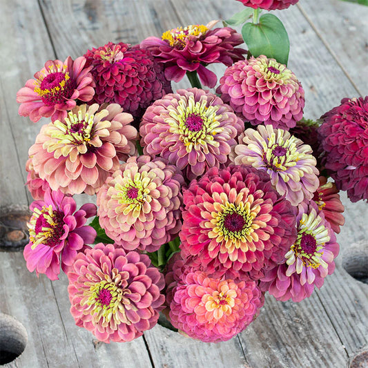 Zinnia - Queeny Lime Red