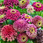 Zinnia - Queeny Lime Red
