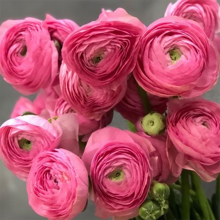 Ranunculus, Elegance Rosa Scuro