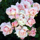 Rose, Aotearoa