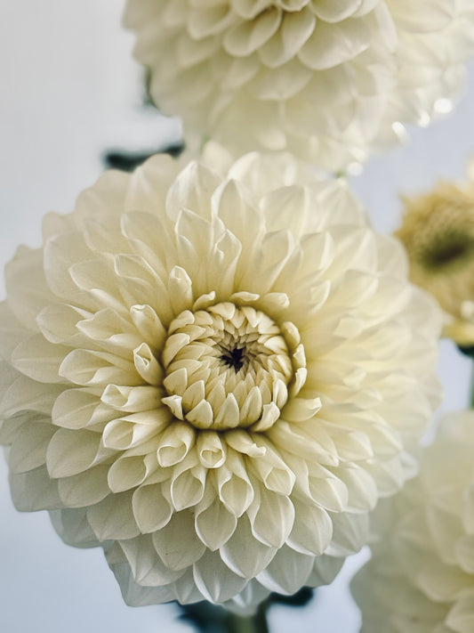 Boundary Snowflake Dahlia, mini formal decorative white