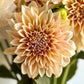 Dahlia, Cafe au lait, informal decorative, dusty pink to latte colour