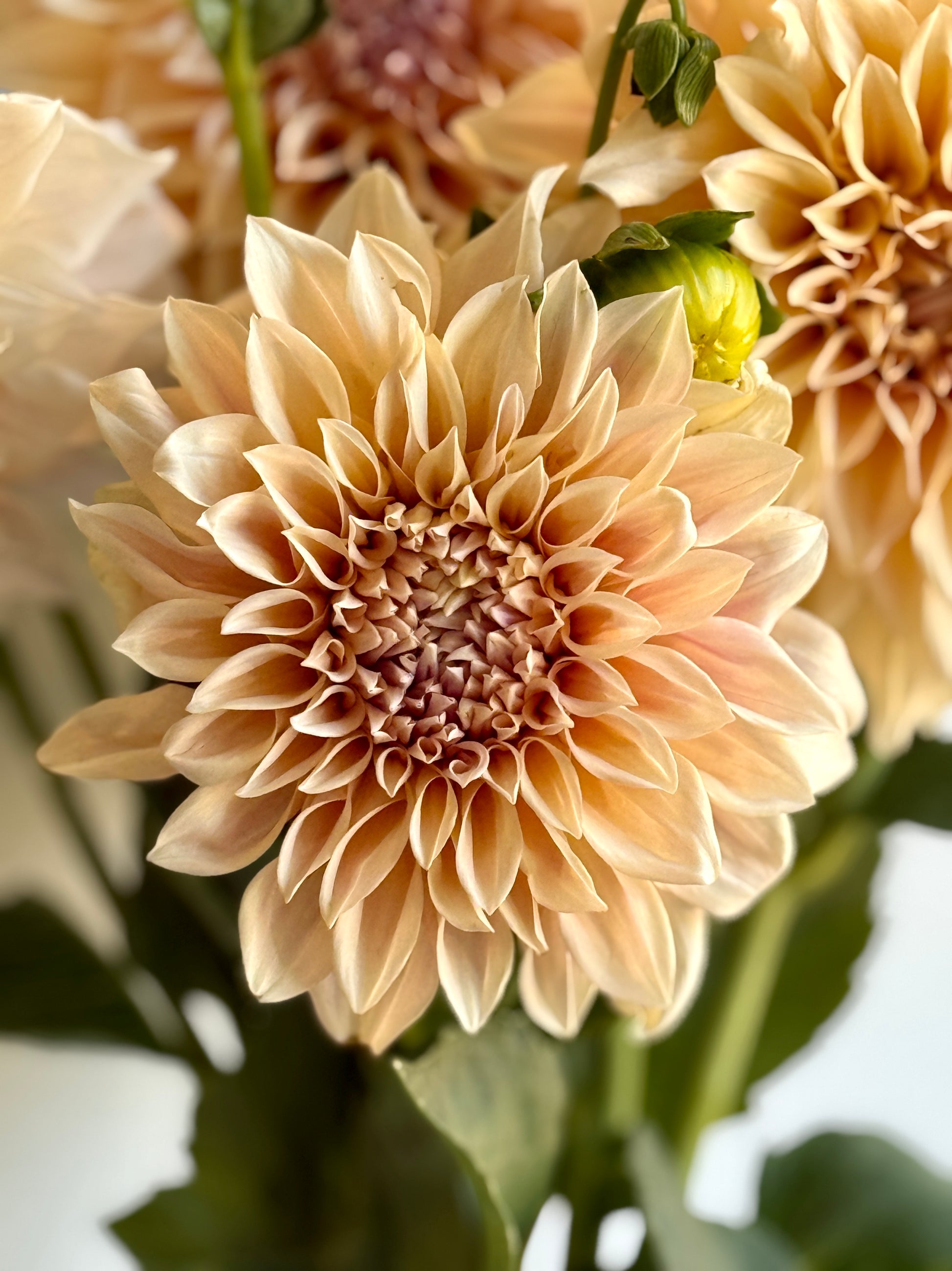 Dahlia, Cafe au lait, informal decorative, dusty pink to latte colour