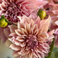 Dahlia, Cafe au lait, informal decorative, dusty pink to latte colour