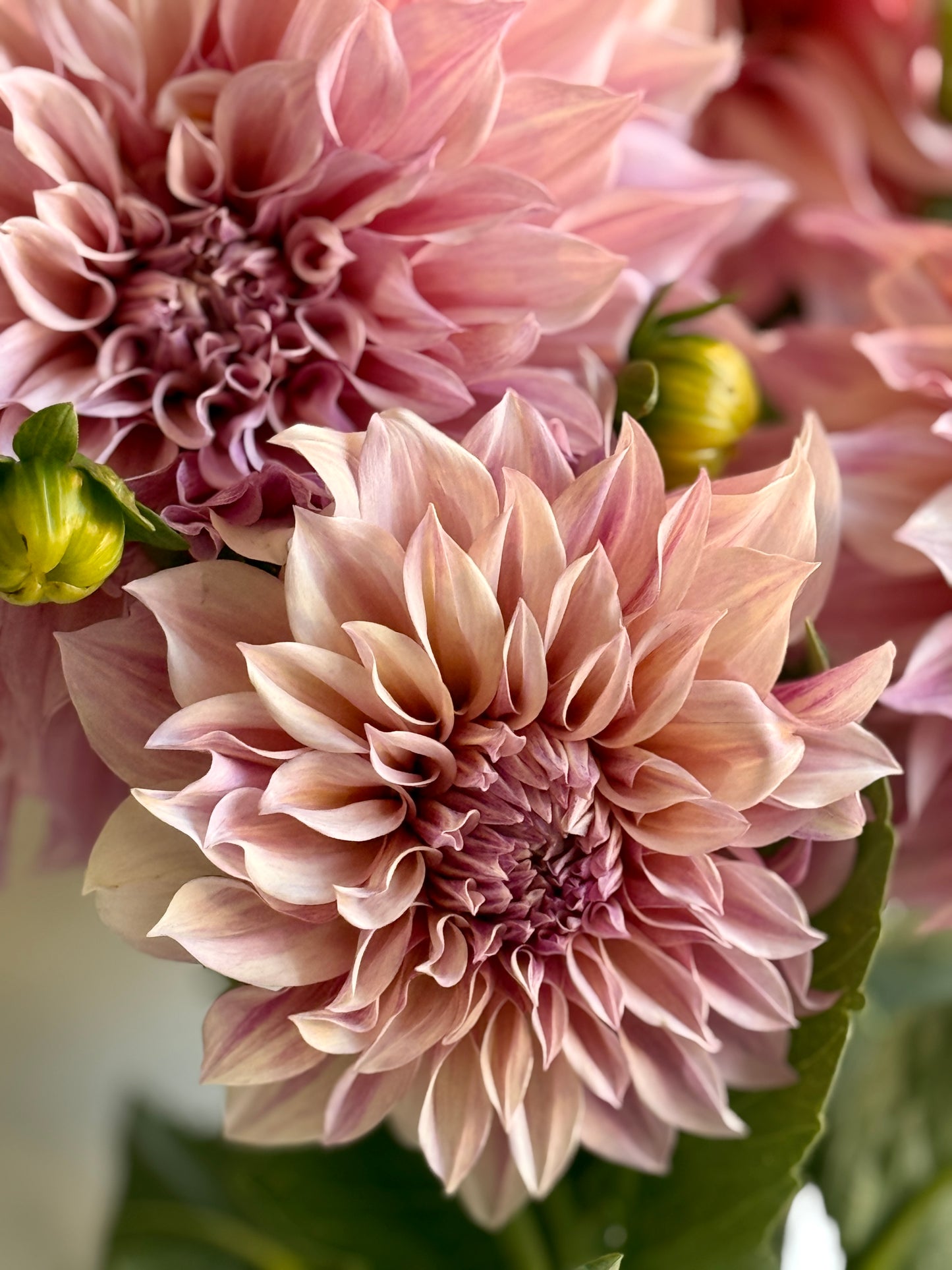 Dahlia, Cafe au lait, informal decorative, dusty pink to latte colour