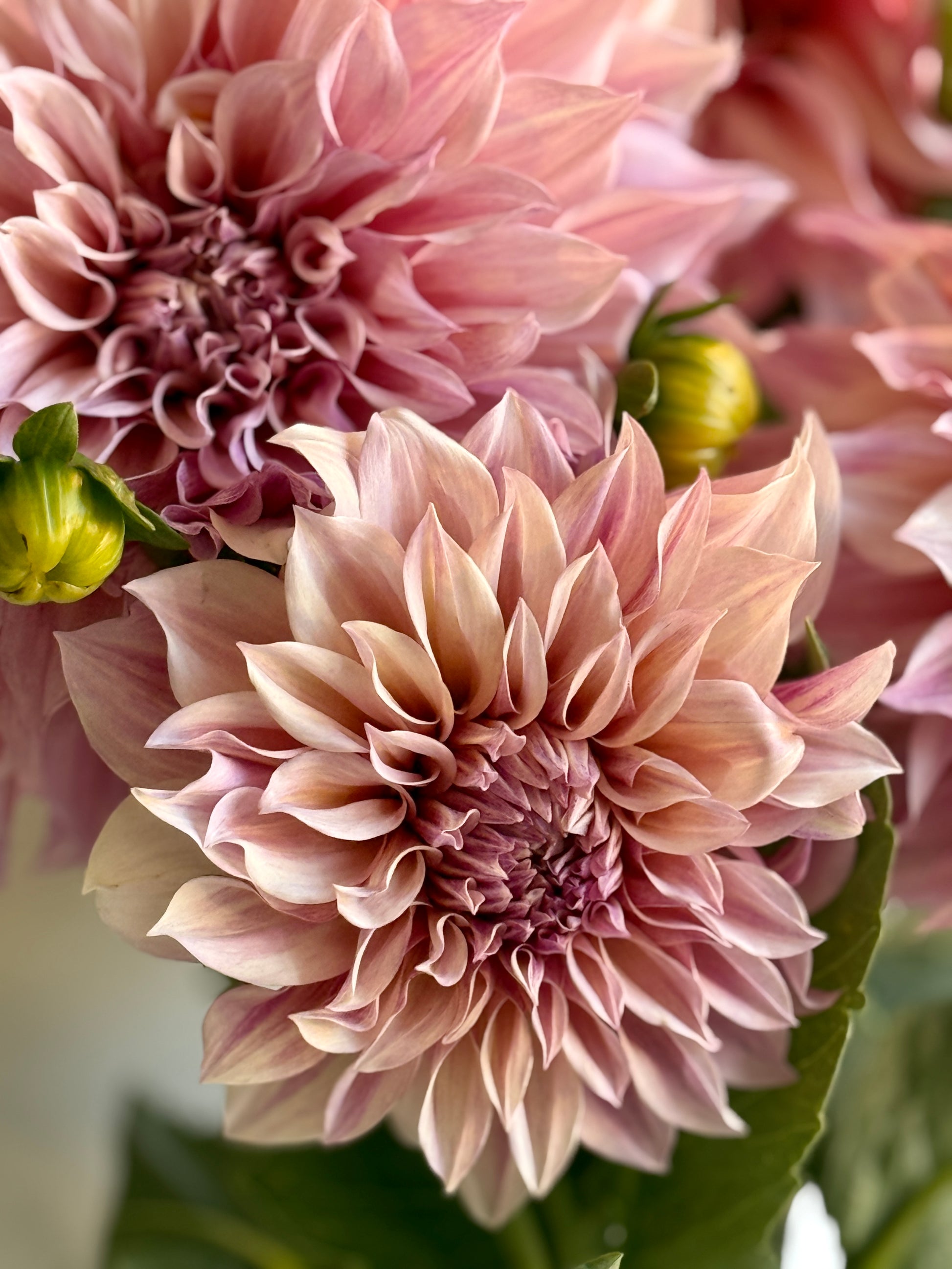 Dahlia, Cafe au lait, informal decorative, dusty pink to latte colour