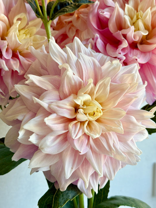 Collection - Romantic Pinks