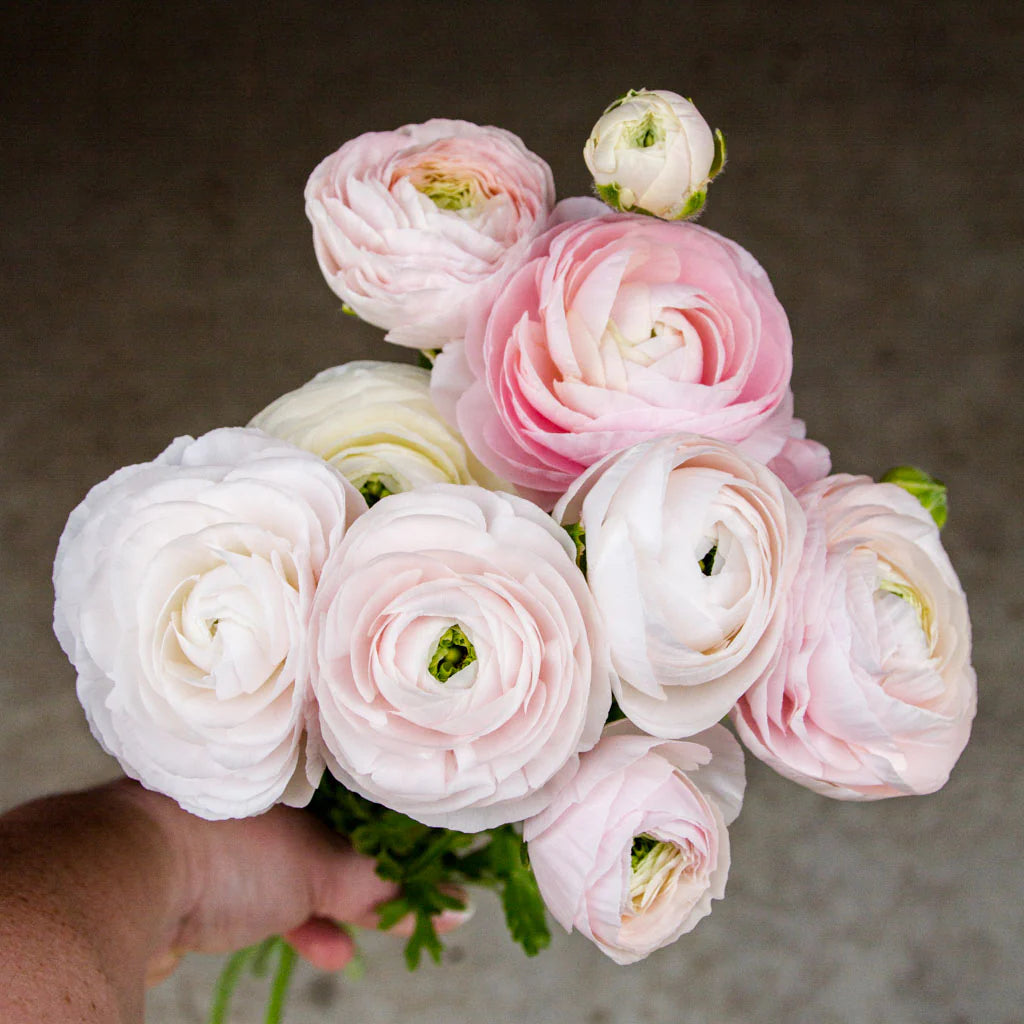 Ranunculus Highline Chamallow