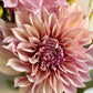 Cafe Au Lait, informal decorative, dusty pink to latte cream