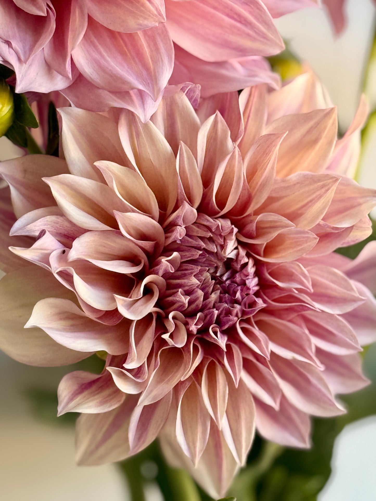 Cafe Au Lait, informal decorative, dusty pink to latte cream