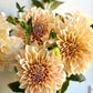 Dahlia, Cafe au lait, informal decorative, dusty pink to latte colour