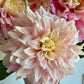 Cerise Rosebud