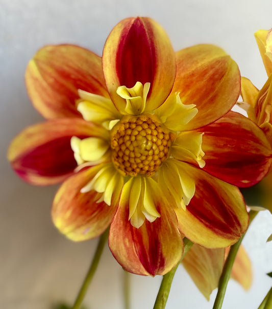Ernistina, Collarette, Dahlia