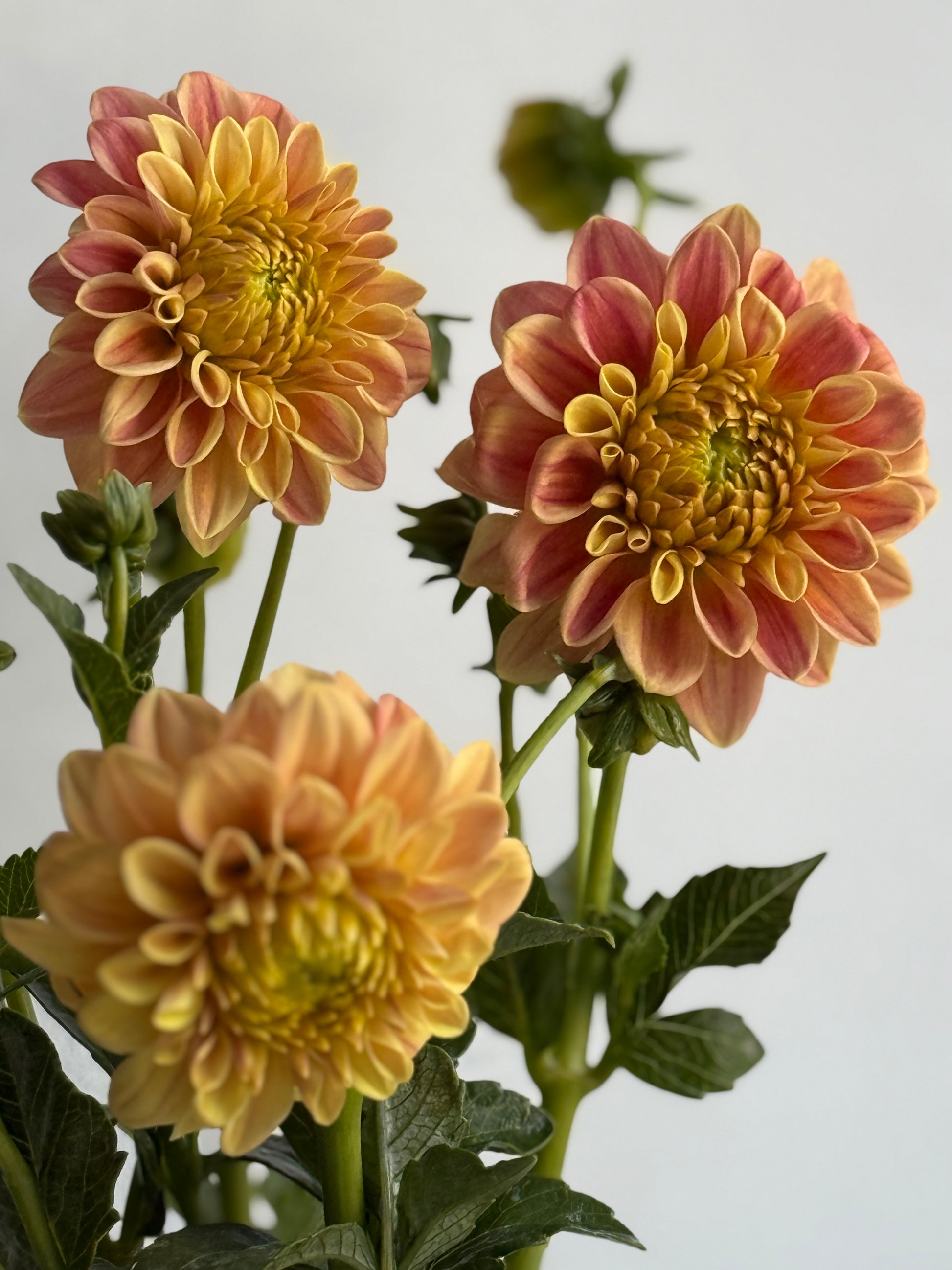Florelie Fruit Tingle, miniature informal decorative yellow, orange, pink and red