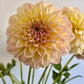 Dahlia, Florelie Harmony, formal decorative